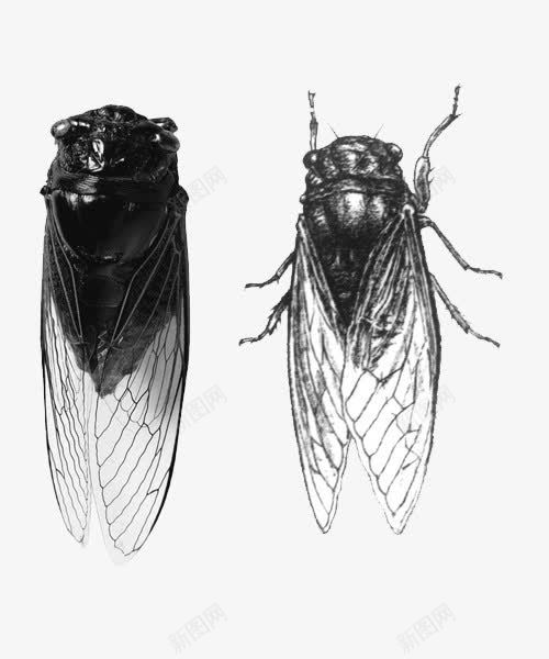 手绘蝉png免抠素材_新图网 https://ixintu.com 手绘 素材 翅膀 蝉 蝉插画 蝉翼