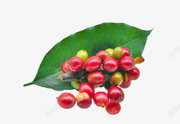 绿色叶子上的红色咖啡果实物png免抠素材_新图网 https://ixintu.com 叶子 咖啡属 咖啡族 咖啡果 散落 果子 树叶 植物界 浆果 种子 龙胆目