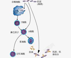 体液免疫图示素材