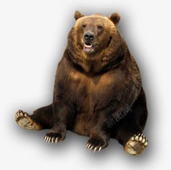 坐着的棕熊休息中的大棕熊高清图片