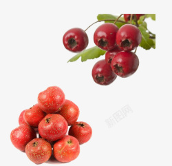 酸味山楂果酸酸的红色山楂果高清图片