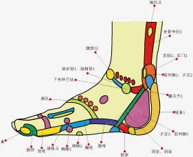 足部学位矢量图ai免抠素材_新图网 https://ixintu.com 养生 按摩 明点 矢量图 穴位图 粉嫩足底 脚 腿部按摩 足底穴位 足疗按摩 足部