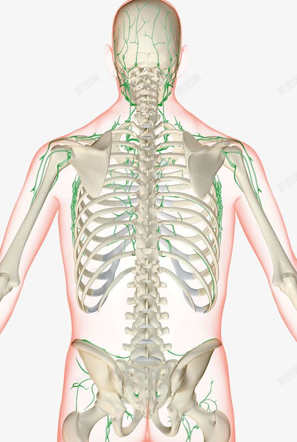 人体经脉骨骼分布图png免抠素材_新图网 https://ixintu.com 人体经脉 全身骨头 神经 肋骨 腰椎 骨头人