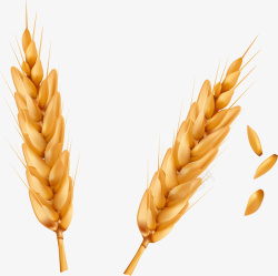 小麦的穗手绘麦子矢量图高清图片