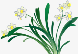 水仙花中国画植物手绘装饰水仙花高清图片