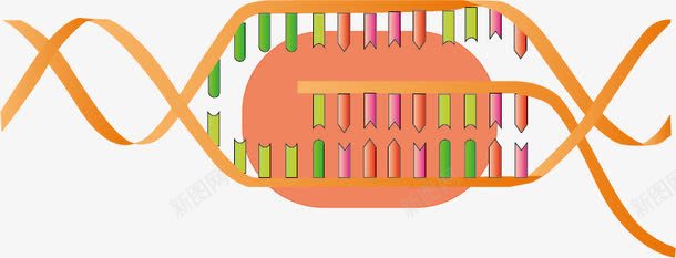DNA转录RNApng免抠素材_新图网 https://ixintu.com DNA转录RNA 教学 生物 生物实验