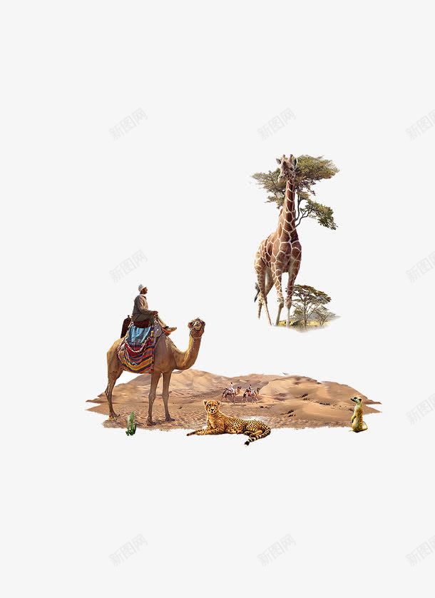 沙漠动物png免抠素材_新图网 https://ixintu.com 动物 沙漠 长颈鹿 骆驼