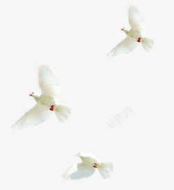 在布拉格广场上飞扬的白色鸽子素材