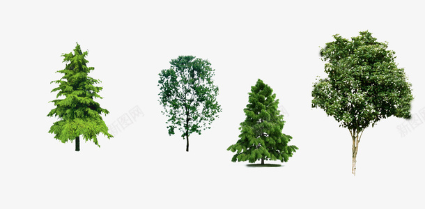 植物png免抠素材_新图网 https://ixintu.com 景观 柏树 树木 素材