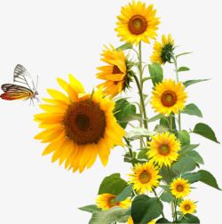抽象蝴蝶油画向日葵与蝴蝶高清图片