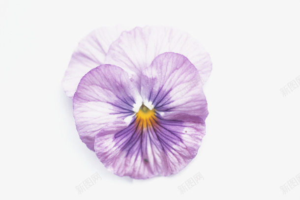 紫色三色堇png免抠素材_新图网 https://ixintu.com 三色堇 紫色 花中提琴 花朵 鲜花