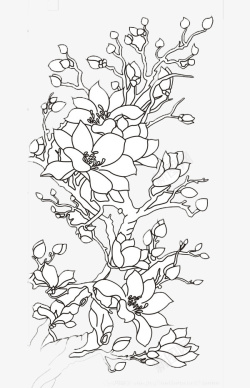 中国风手绘美丽玉兰花素材