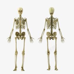 人类的骨头骨架高清图片