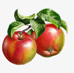 两个带叶大苹果手绘插画素材