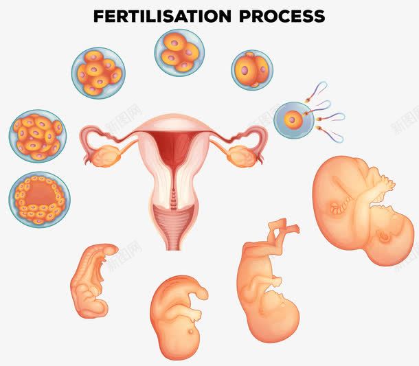 怀孕png免抠素材_新图网 https://ixintu.com PNG免抠图下载 卵巢 女性 怀孕 胚胎 装饰