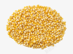 农作物成熟实物一堆熟玉米粒高清图片