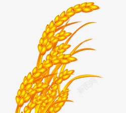 金黄色水稻稻穗高清图片
