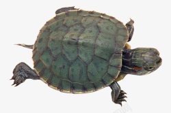 绿色的巴西龟动物素材