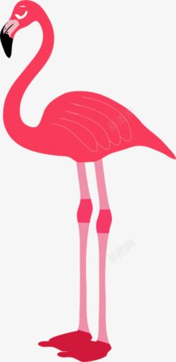 细长腿粉色火烈鸟高清图片