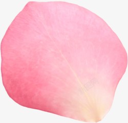 多彩花瓣效果粉红色的玫瑰花花瓣效果高清图片