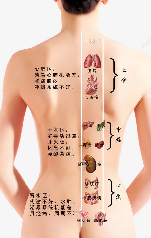 经络图png免抠素材_新图网 https://ixintu.com 十二 女性 女性经络 广告设计 清晰图 疏通筋络 经络图 经络图图片 美容院 背部 设计