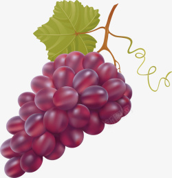 紫色葡萄酒标新鲜的葡萄高清图片