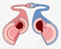 动静脉血管素材