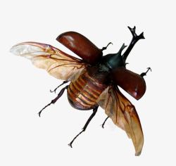 长角张开翅膀的甲壳虫高清图片