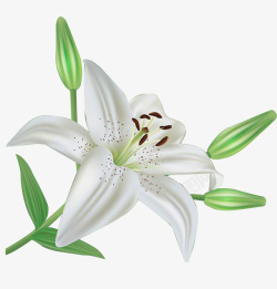 百合花蕊一朵美丽的百合花实物图高清图片