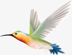 翠鸟图片手绘飞翔蜂鸟高清图片
