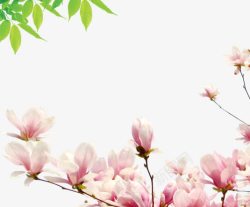 兰花图案绿叶木兰花盛开元素高清图片