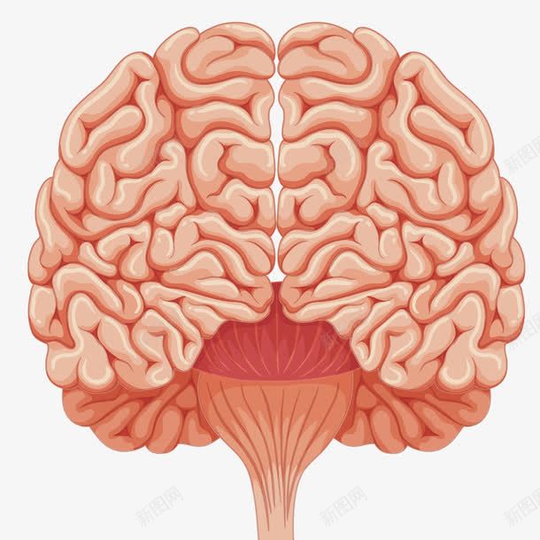人体大脑png免抠素材_新图网 https://ixintu.com 中枢神经 回路 脑子 脑髓