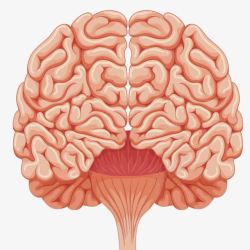 弯弯曲曲脑子人体大脑高清图片