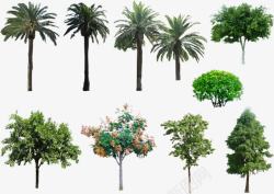 多种植物乔木大树素材