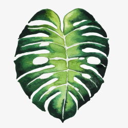 彩绘绿色植物绿色龟背竹叶子高清图片