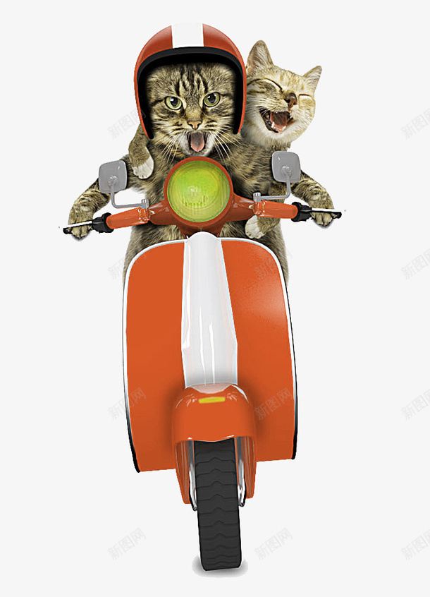 开摩托车的猫咪psd免抠素材_新图网 https://ixintu.com 创意 可爱 开车 摩托车 猫开车 车