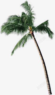 热带夏季海边椰树素材