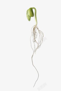 菜牙根茎清晰的小菜苗高清图片
