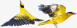 格式动物小两只飞翔的黄鹂鸟高清图片