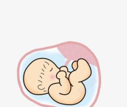 矢量胚胎胚胎里面的婴儿高清图片