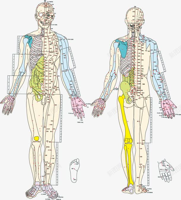 人体结构png免抠素材_新图网 https://ixintu.com 人体结构示意图 人体解剖 医学教材 医用挂图 医疗 骨骼