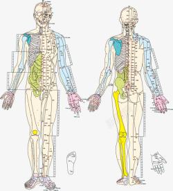 人体示意图人体结构高清图片