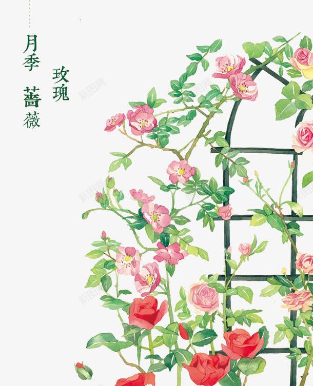 月季蔷薇玫瑰花png免抠素材_新图网 https://ixintu.com 月季 植物 玫瑰 绿叶 蔷薇