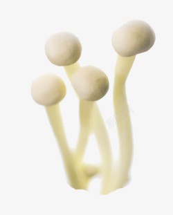 朴菇新鲜的金针菇高清图片