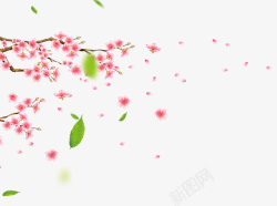 梅花飘散粉色梅花绿色的叶子高清图片