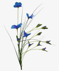 花枝花草蓝色花朵兰花素材