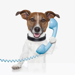蓝色的狗狗蓝色电话打电话接电话高清图片