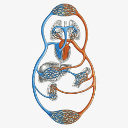 动脉循环循环系统卡通插画高清图片