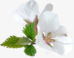 白色透明树叶樱花高清图片