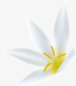 纯洁花朵纯洁白色栀子花高清图片